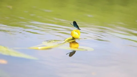 Flying dragonfly over the rive Stock Footage 100870776