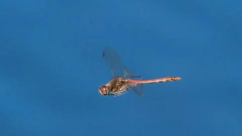 Flying dragonfly Stock Photos