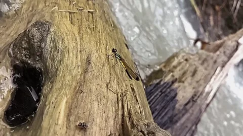 Flying dragonfly slow motion Stock Footage 264093129