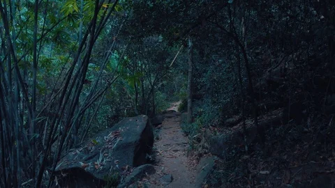 Flying in the dramatic jungle Stock Footage 109154285
