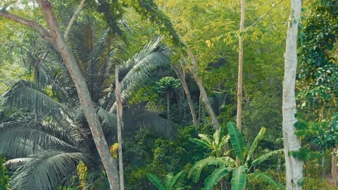 Flying in the dramatic jungle over the gorge Stock Footage 109154238