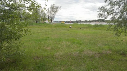 Flying on a drone along the trees Stock Footage 90709161