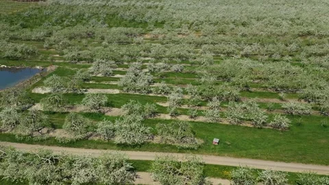 Flying with a drone, backward over hundreds of apple trees all in bloom Stock Footage 164934796
