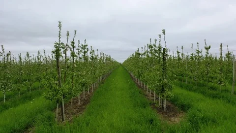 Flying a drone between apple trees. Blooming apple plantation. Stock Footage 126649437