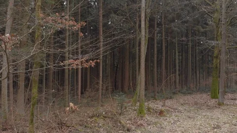 Flying drone between dark trees Stock Footage 100859714