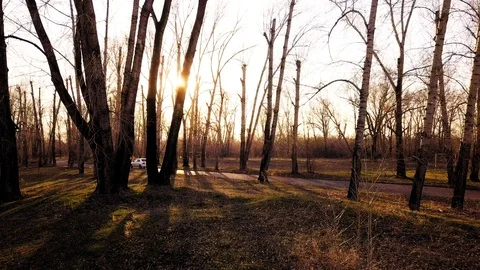 Flying on a drone between trees 库存影片 89906155