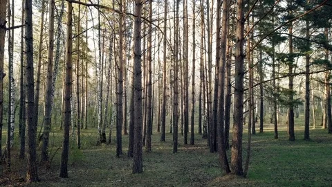 Flying on a drone between trees 库存影片 90584025