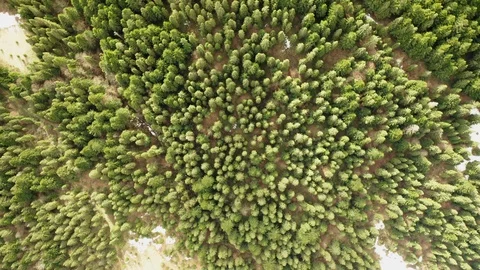 Flying on a drone camera pointing down at trees and pines Stock Footage 127086115
