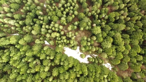 Flying on a drone camera pointing down at trees and pines Stock Footage 127086136