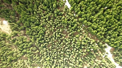 Flying on a drone camera pointing down at trees and pines Stock Footage 127086142