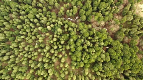 Flying on a drone camera pointing down at trees and pines Stock Footage 127086158