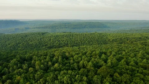 Flying drone captured green forest on summer day - aerial footage Stock Footage 128538180