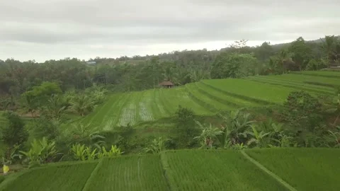 A flying drone captures the green fields of Bali. Stock Footage 155973129