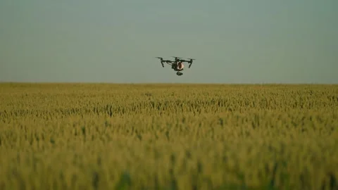 Flying drone with digital video camera over wheat. Shooting of quadcopter and Stock Footage 219949629