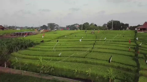 A flying drone is filming fields on the island of Bali. Stock Footage 155998457