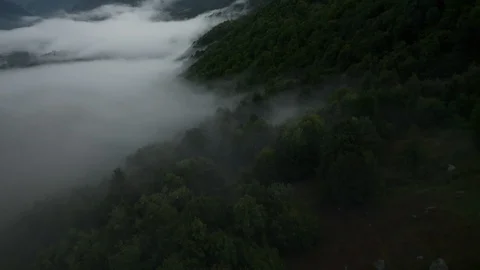 Flying drone in the fog through the trees Stock Footage 116664901