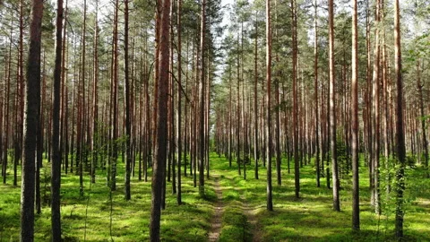 Flying a drone in the forest, along the road, flying back Stock Footage 132718971