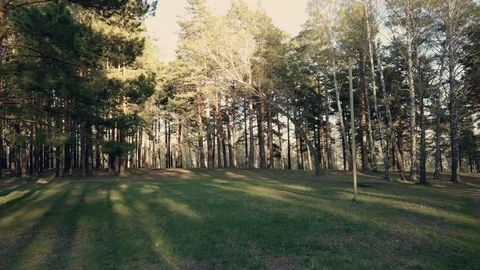 Flying on a drone in a forest between trees 库存影片 90504416