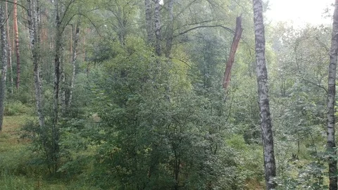 Flying on a drone in the forest. Stock Footage 116468006