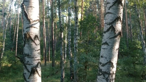 Flying on a drone in the forest. Stock Footage 116468310
