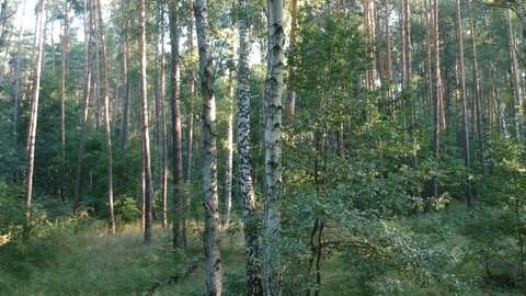 Flying on a drone in the forest. Stock Footage 116468411