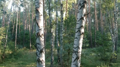 Flying on a drone in the forest. Stock Footage 116468473