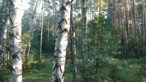 Flying on a drone in the forest. Stock Footage 116468540