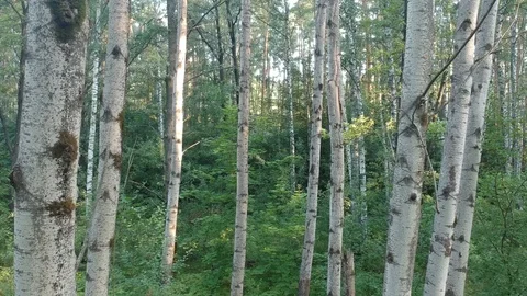Flying on a drone in the forest. 스톡 동영상 116468621