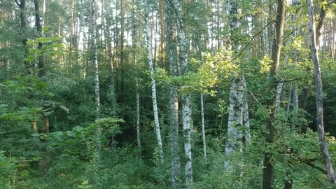 Flying on a drone in the forest. Stock Footage 116468739
