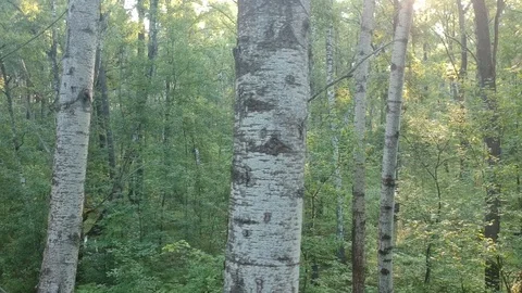 Flying on a drone in the forest. Stock Footage 116468862