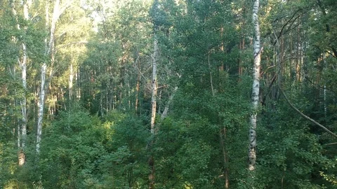 Flying on a drone in the forest. Stock Footage 116468924