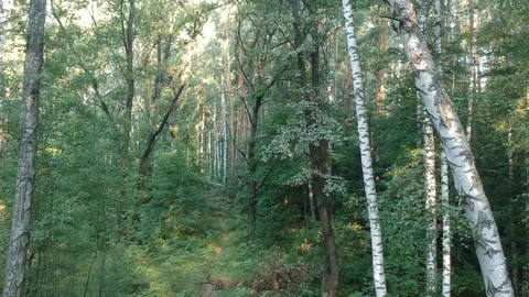 Flying on a drone in the forest. Stock Footage 116469015