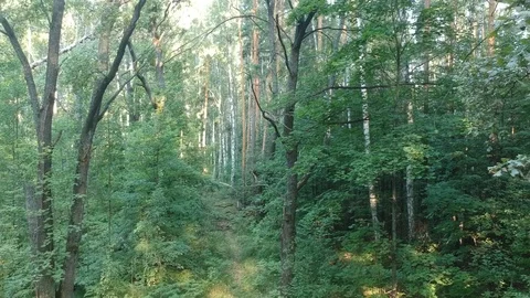 Flying on a drone in the forest. Video stock 116469099