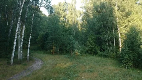 Flying on a drone in the forest. Stock Footage 116469305