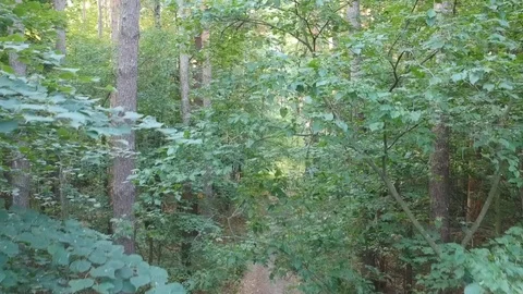 Flying on a drone in the forest. Stock Footage 116469760