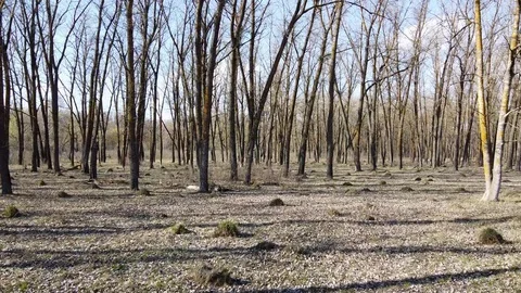 Flying on a drone in the forest 스톡 동영상 127712534