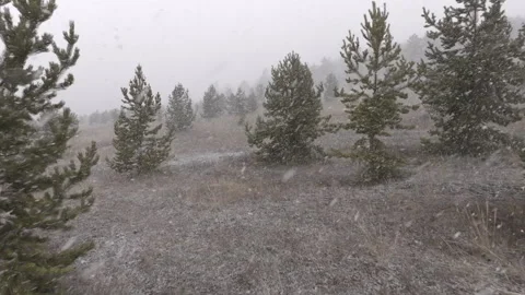 Flying a drone in the forest through the trees during a snowfall Stock Footage 310529055