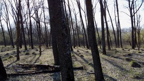 Flying on a drone in the forest, trees Video stock 127708475