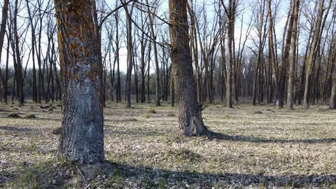 Flying on a drone in the forest, trees 스톡 동영상 127714459