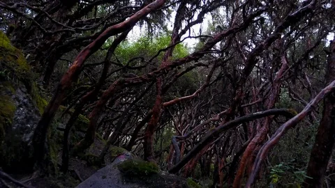 Flying Drone Inside Wild Bushes [Drone Footage] Stock Footage 88346357