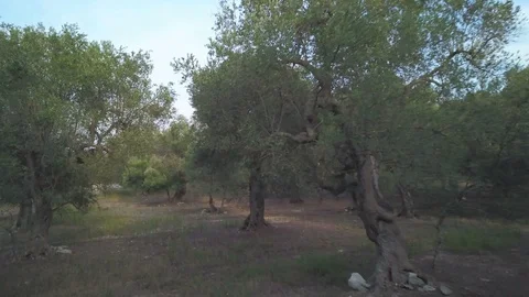 Flying with drone in the middle of olive trees Vídeos de archivo 94367983