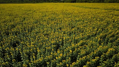 Flying drone moving across a yellow fields of sunflowers. Top view. Stock Footage 117848005