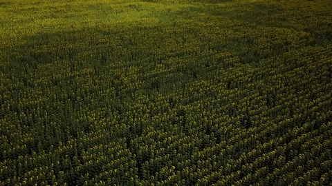 Flying drone moving across a yellow fields of sunflowers. Top view. Stock Footage 117849022