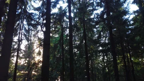 Flying with a drone near the trees Stock-Footage 222365397
