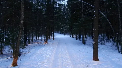 Flying a drone at night through a winter forest with trees bending Stock Footage 122687837