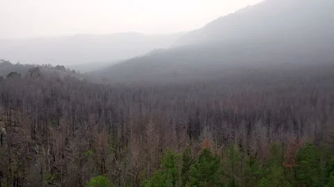 Flying a drone over beautiful forests near Lake Baikal, Siberia Stock Footage 154742759