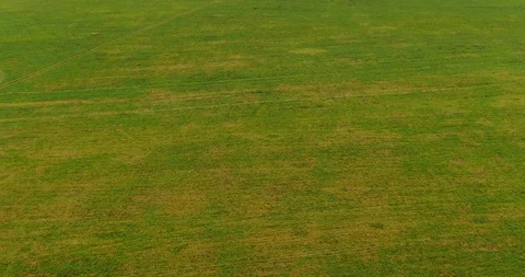 Flying a drone over a beveled green field after harvesting in the fall. Video stock 119033208