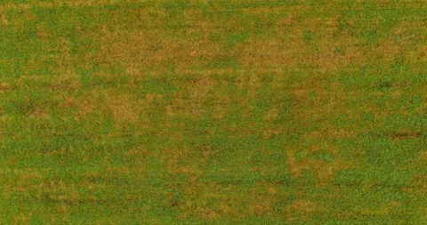 Flying a drone over a beveled green field after harvesting in the fall. Stock Footage 119033267