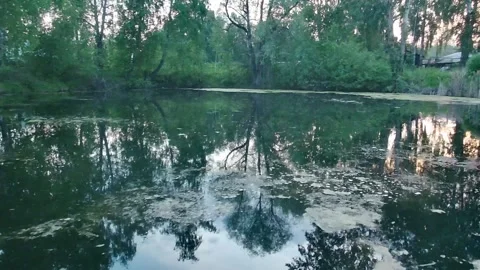 Flying a drone over the calm surface of a swampy lake surrounded by tall trees Stock Footage 288790343