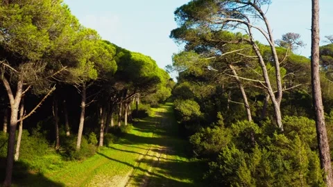 Flying drone over coniferous forest with dirt sandy road or path in Portugal Stock Footage 148731344